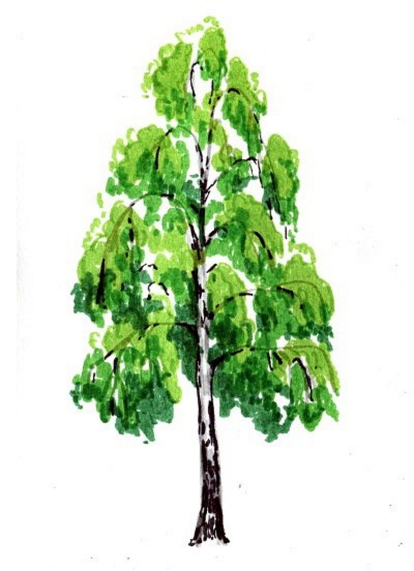 Береза карандашом