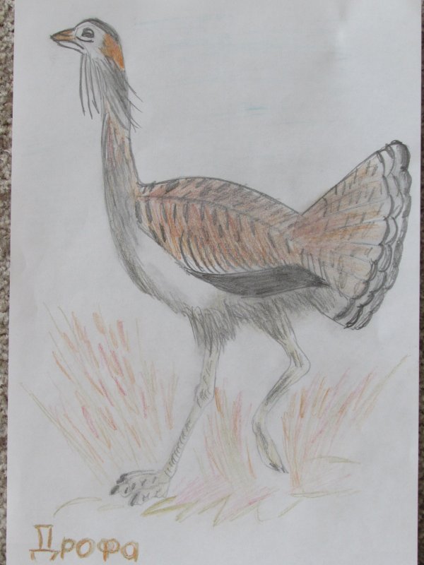 Дрофа нарисовать