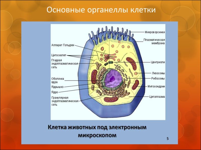 Строение и функции органелл клетки рисунок