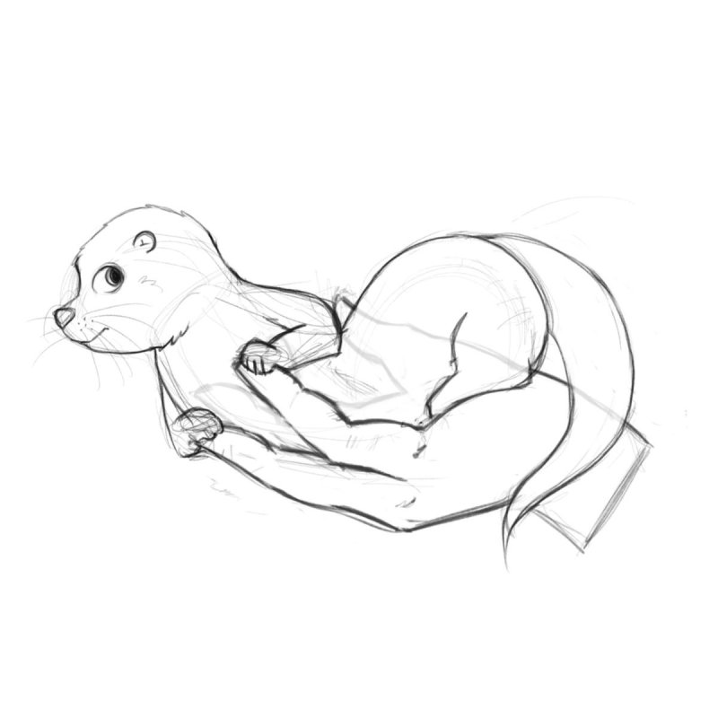 Ласка рисунок