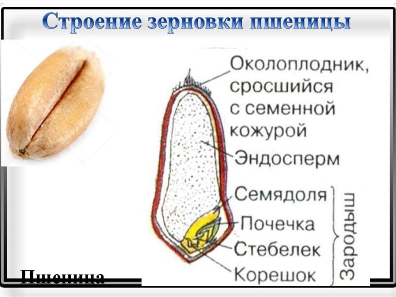 Строение зерновки риса
