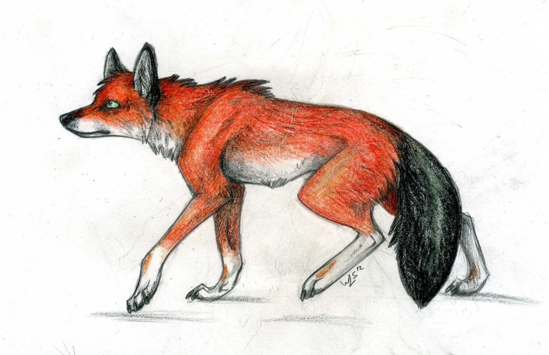 Рисуется красный волк