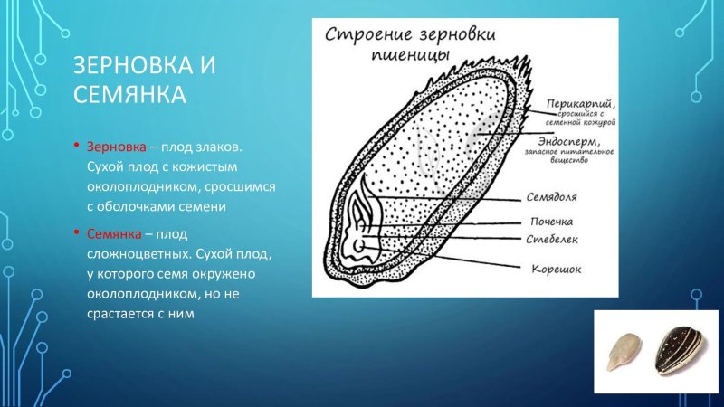 Семена зерновки строение