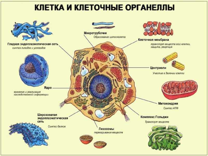 строение клетки клеточные органеллы