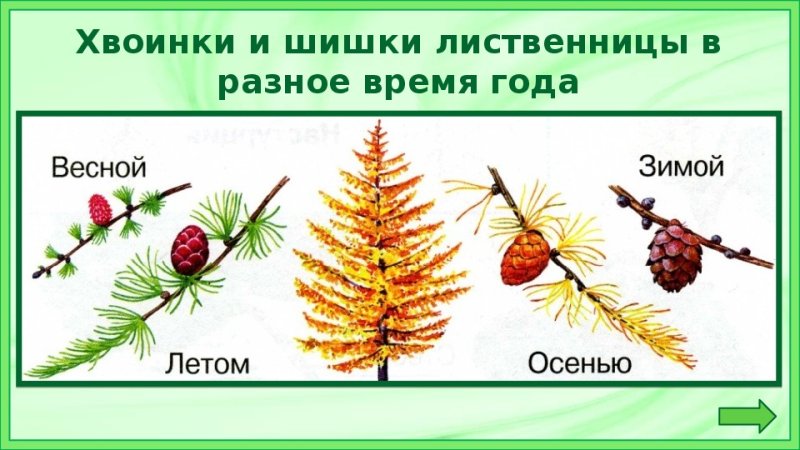 лиственница шишки и хвоинки