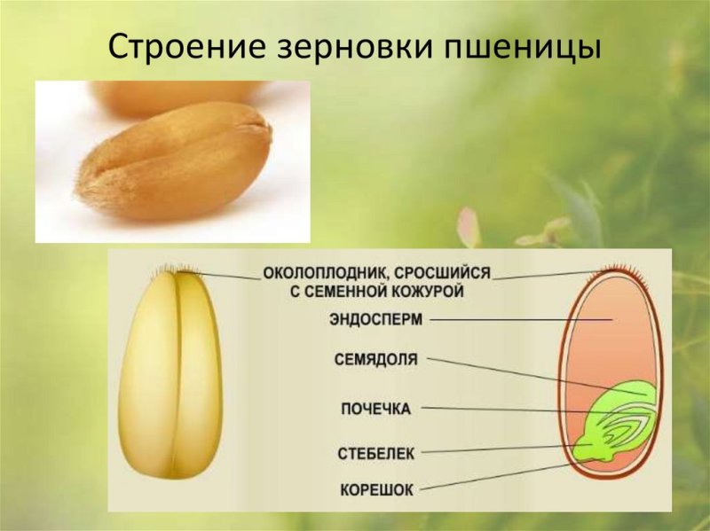 Продольный разрез зерновки пшеницы