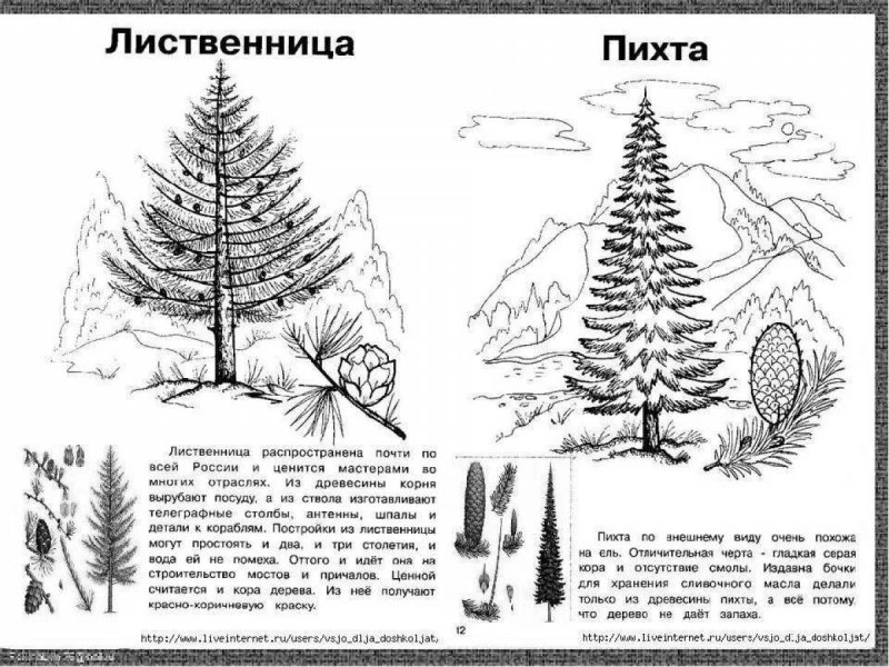 Пихта Сибирская схема