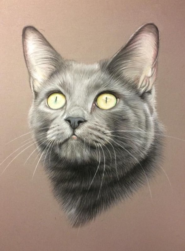 Портрет серого кота