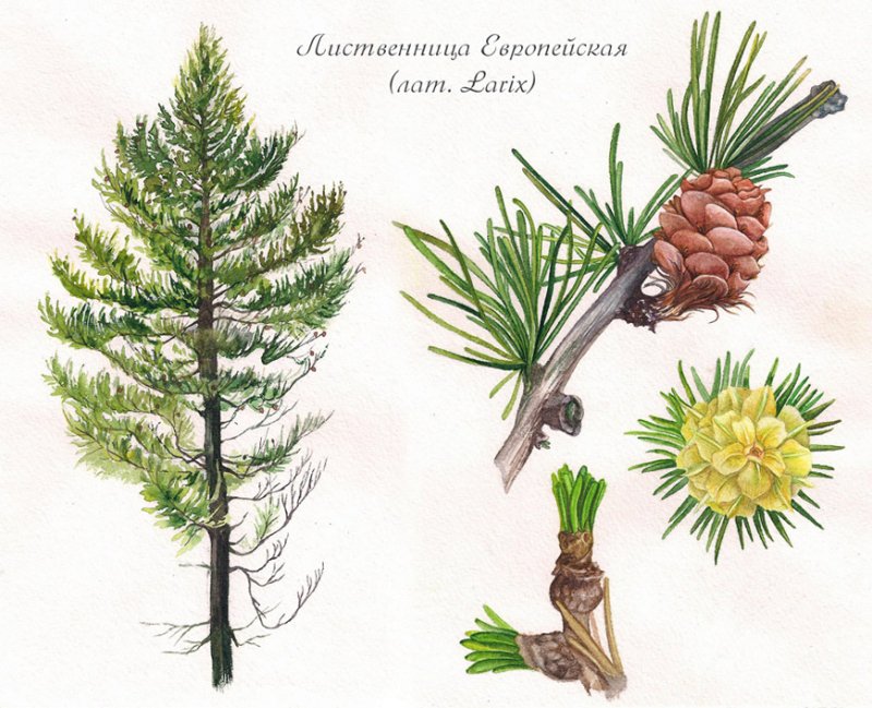 Лиственница Сибирская хвоинки