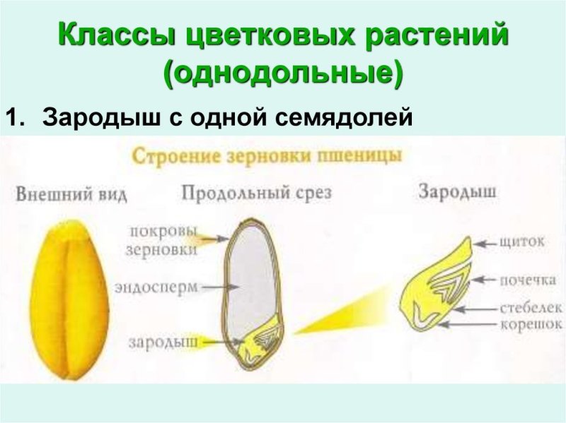 Строение зерна пшеницы зерновки