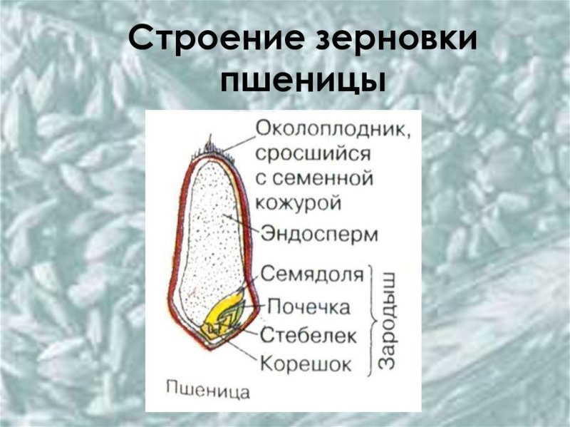 Семена зерновки строение