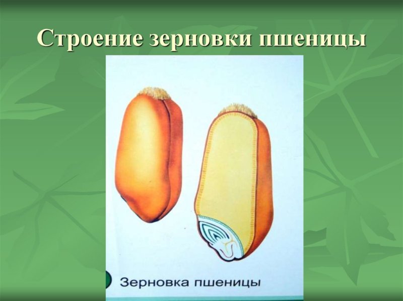 Строение зерновки риса