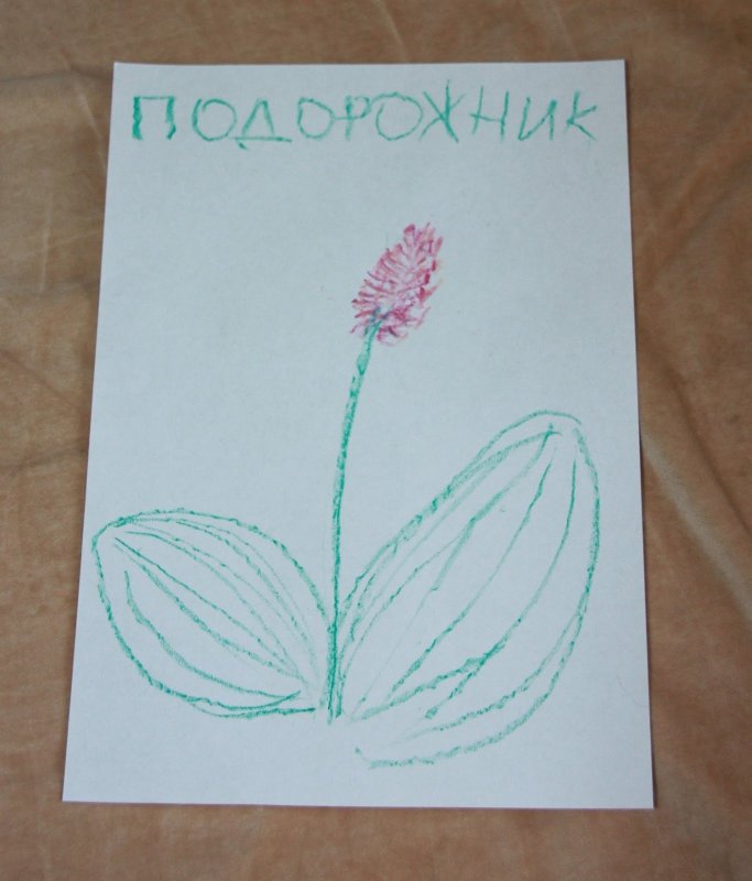 Подорожник рисунок для детей