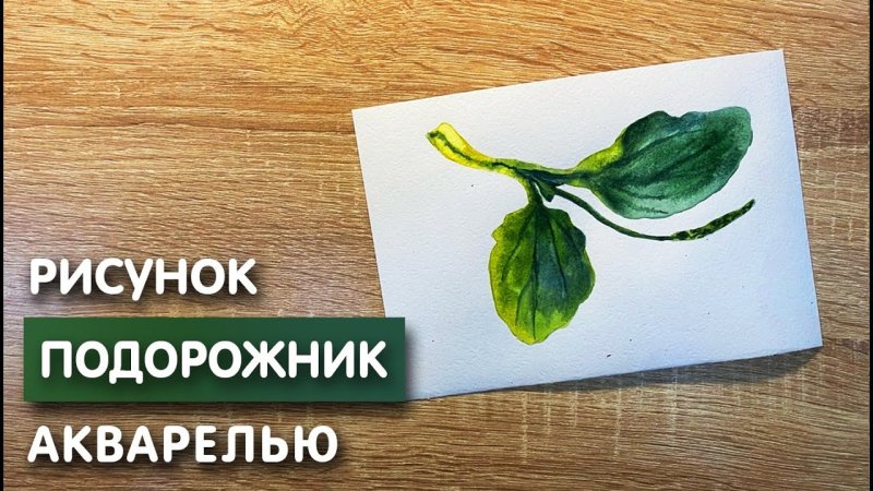 Подорожник рисунок для детей
