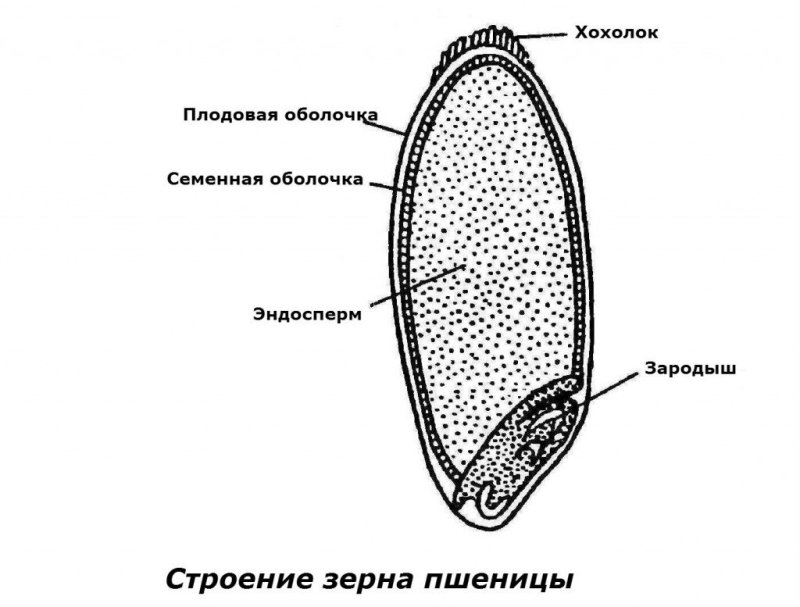Строение зерна пшеницы зерновки
