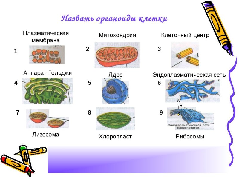 Строение отдельных органоидов клетки