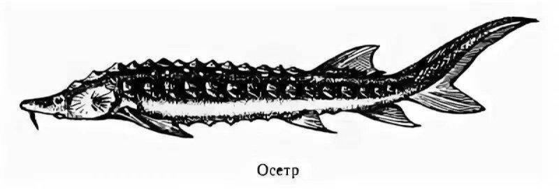 Осетр Астраханский рисунок