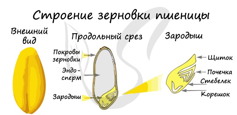 Строение зародыша семени кукурузы