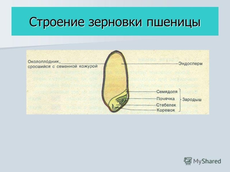 Строение среза зерновки