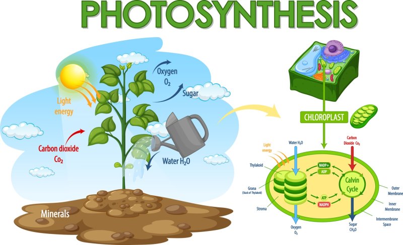 Процесс фотосинтеза рисунок