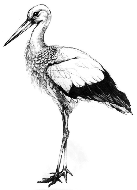 Журавль рисунок