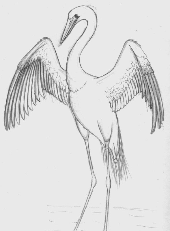 Журавль рисунок