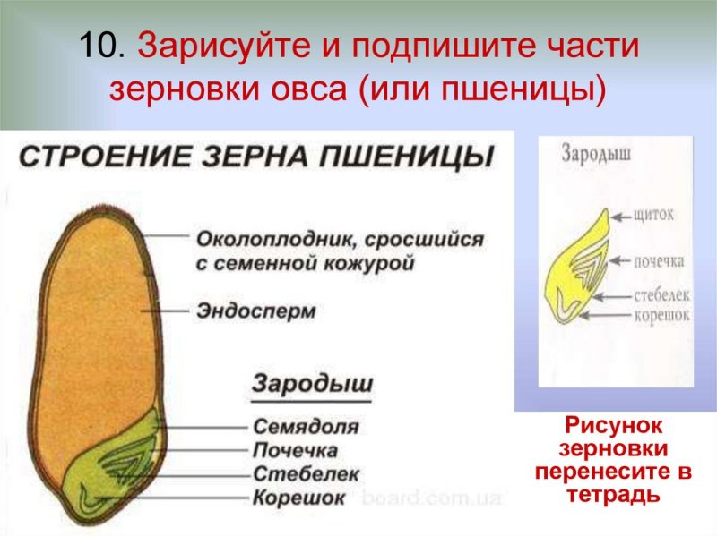 Строение семени однодольного растения Зерновка пшеницы