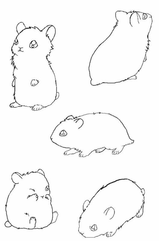 Хомяк рисунок карандашом