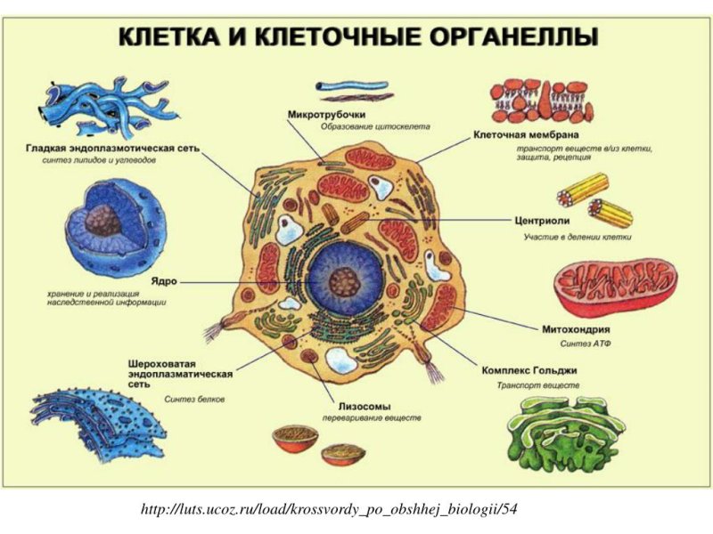 Органеллы клетки человека и их функции