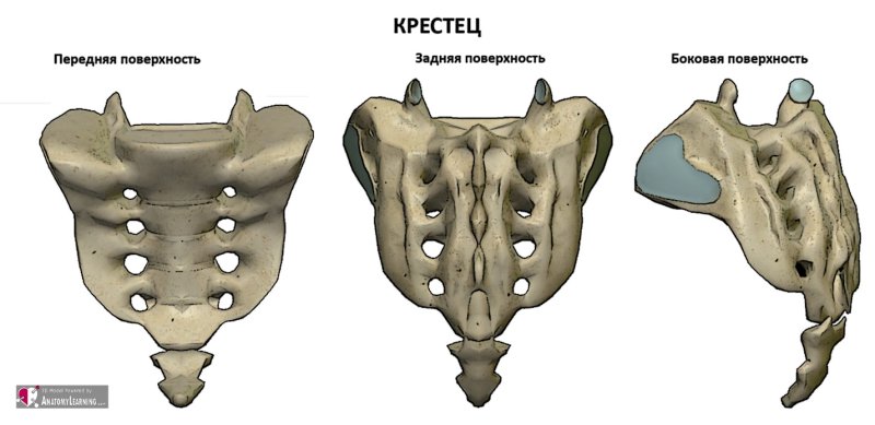 Позвонки крестца и копчика