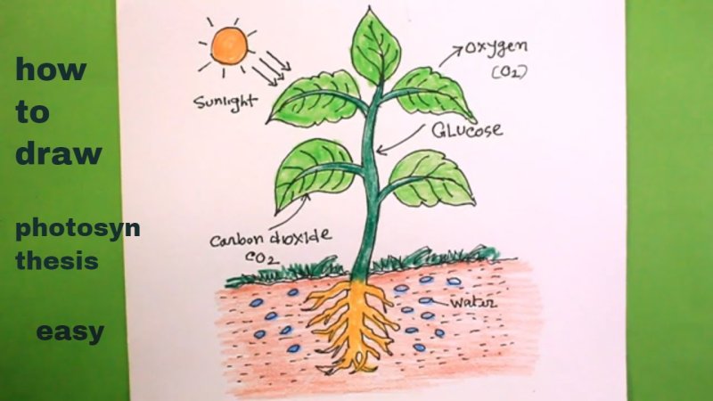 Photosynthesis illustration