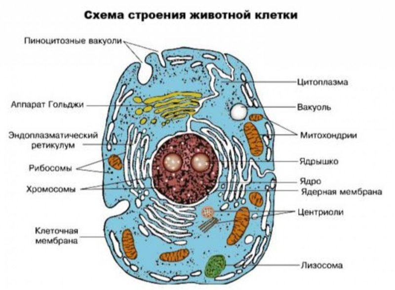 Схема живой клетки