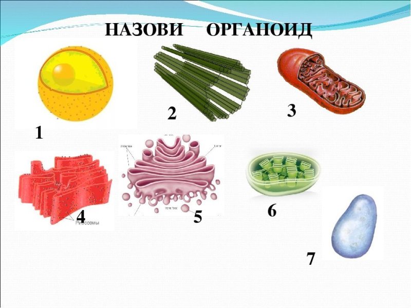 Органоиды клетки 9 класс биология