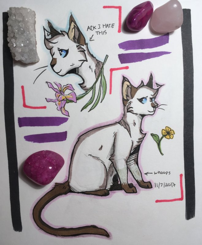 Коты Воители рисунки для срисовки