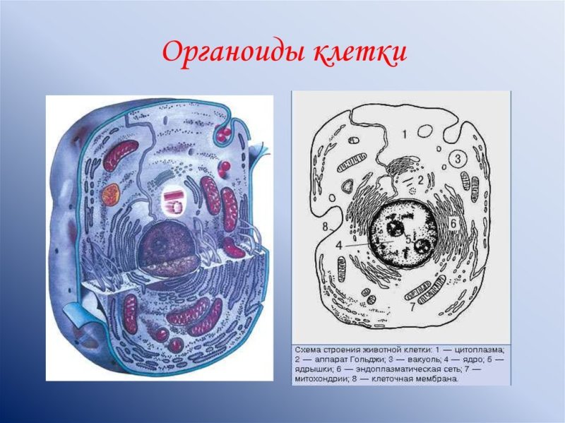 Органоиды это