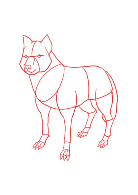 Картинки волка для срисовки
