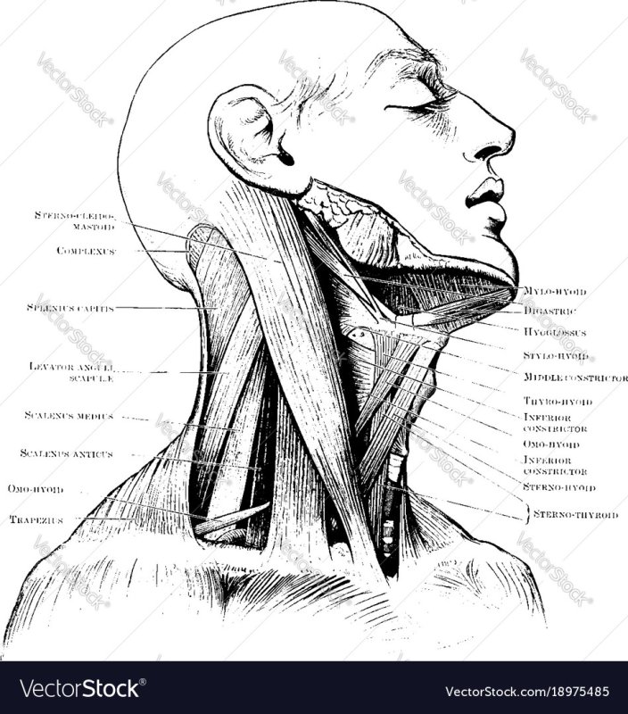 Мышцы головы и шеи треугольники шеи