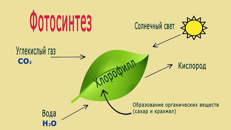 Фотосинтез растений схема 6 класс