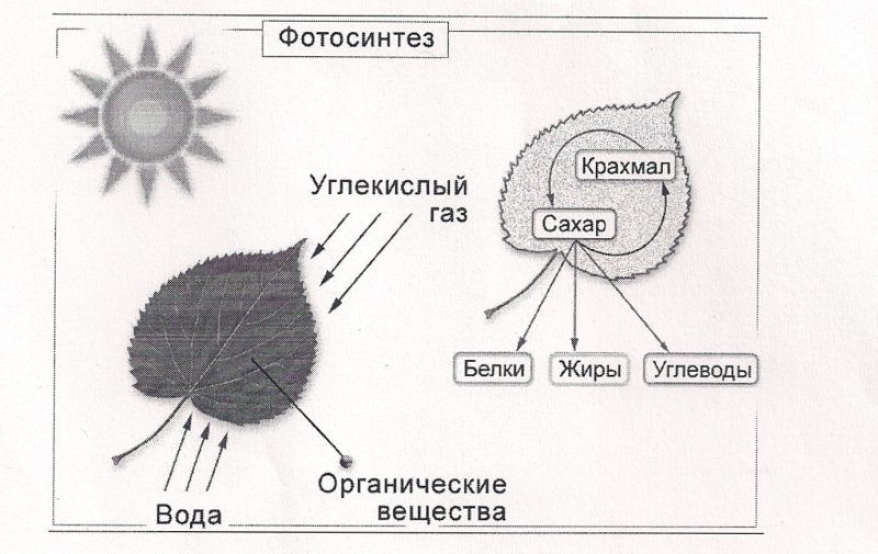 Схема процесса фотосинтеза 6 класс