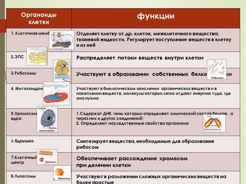 Органоид клетки функции органоидов таблица