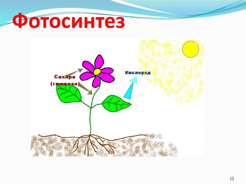 Схема фотосинтеза у растений