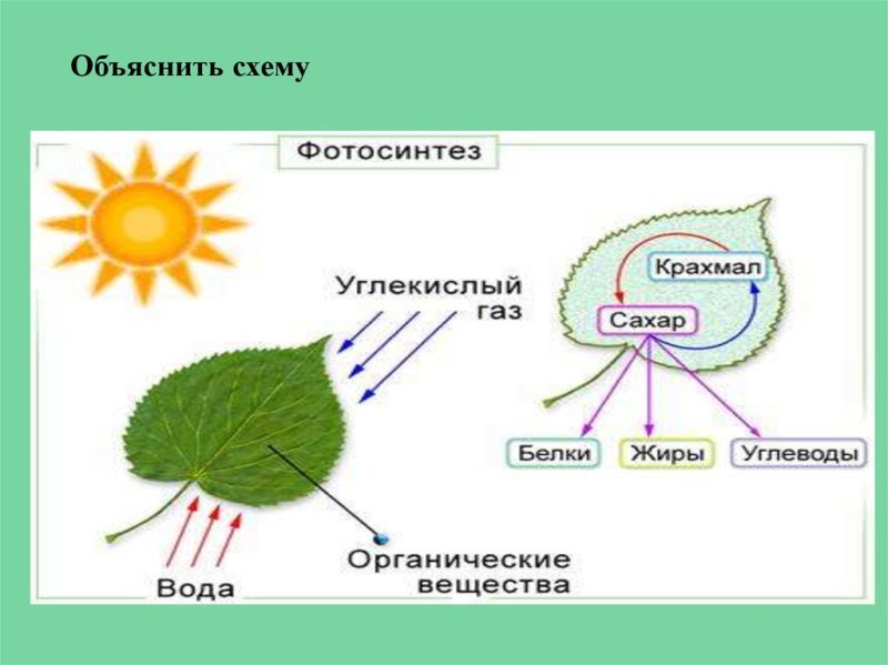 Общая схема фотосинтеза 10 класс
