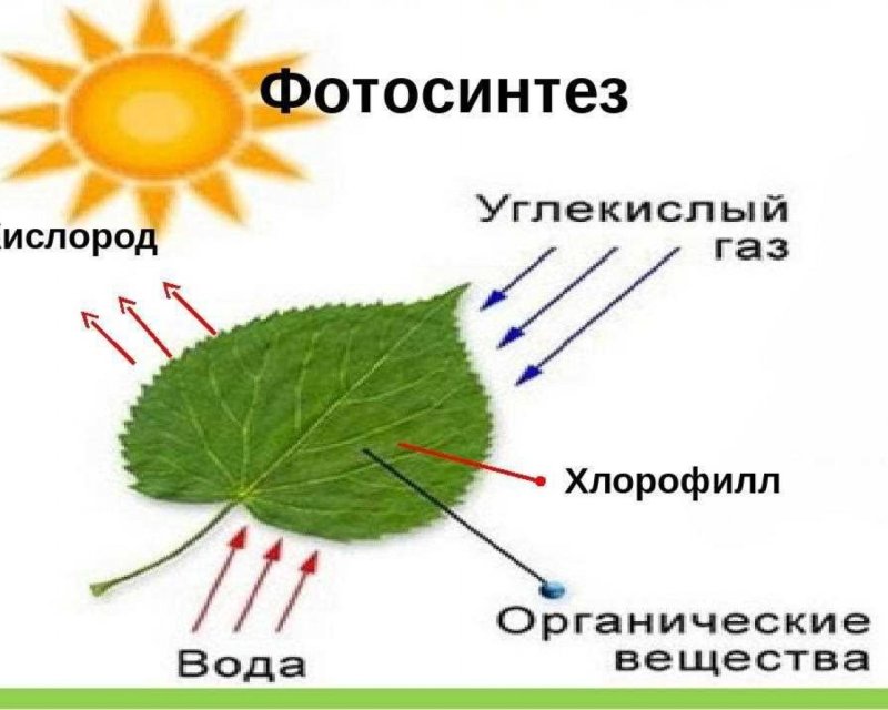 Фотосинтез листа схема