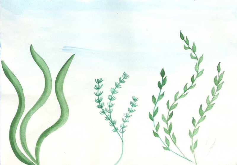 Водоросли рисунок карандашом
