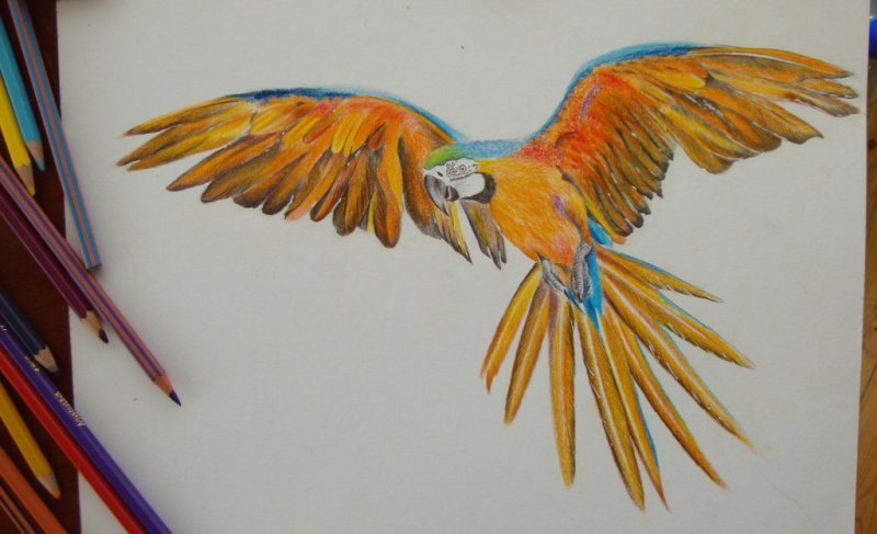 Попугай цветными карандашами