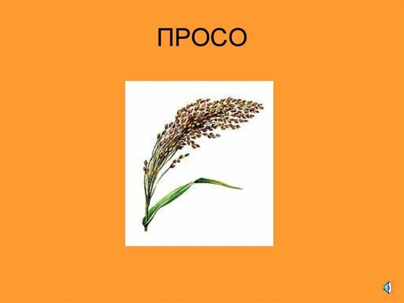 Просо презентация