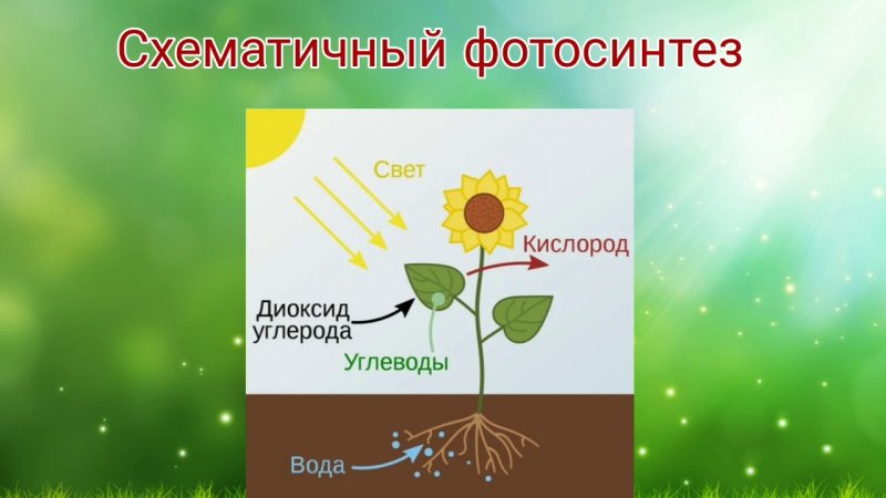 Фотосинтез рисунок