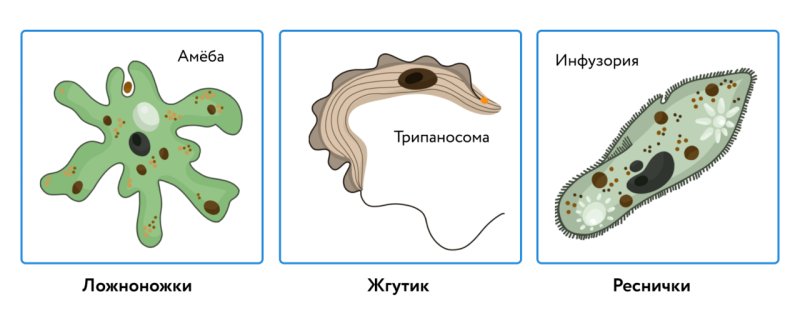 Жгутики реснички ложноножки