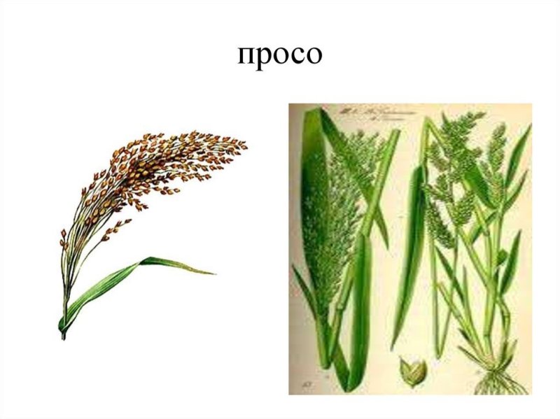 Ежовник куриное просо