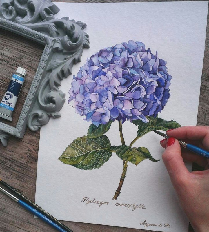 Скетчинг маркерами гортензия